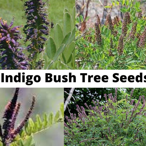 Indigo Bush Tree Seeds, Amorpha fruticosa