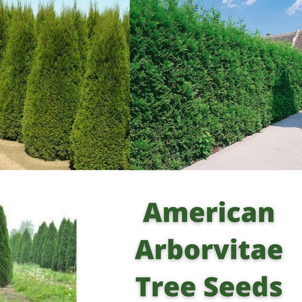 American Arborvitae Tree Seeds, Thuja occidentalis