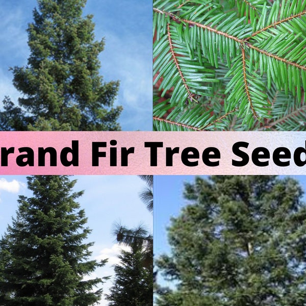 Grand Fir Tree Seeds, Abies grandis