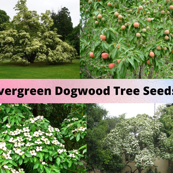 Evergreen Dogwood Tree Seeds, Cornus capitata, Bentham's Cornel Dogwood Seeds