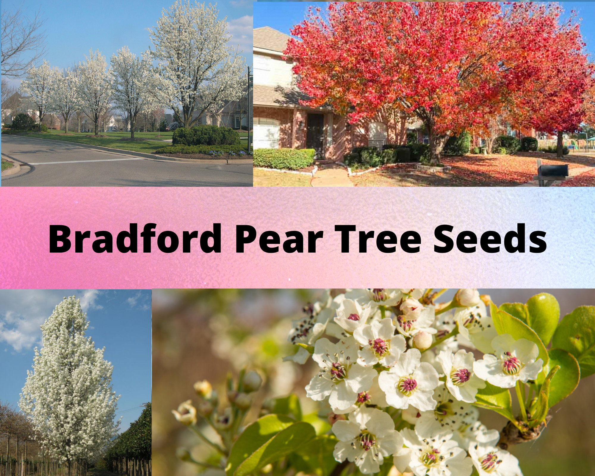 Bradford Pear Tree Seeds, Pyrus Calleryana Etsy