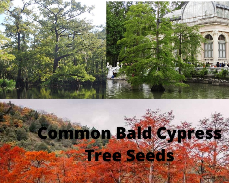 Common Bald Cypress Tree Seeds, Taxodium Distichum Etsy