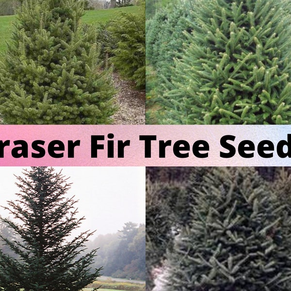 Fraser Fir Tree Seeds, Abies fraseri