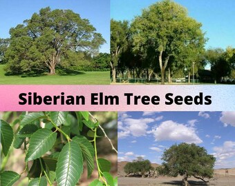 Siberian Elm Tree Seeds, Ulmus pumila