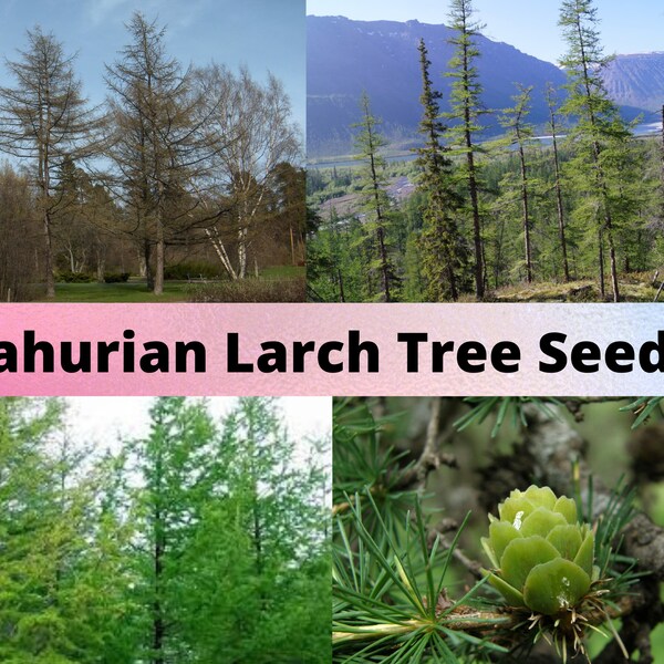 Dahurian Larch Tree Seeds, Larix gmelinii