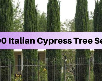 Italian Cypress Tree Seeds, For Hedges, Borders, Privacy, Cupressus sempervirens - 1,000 Tree Seeds