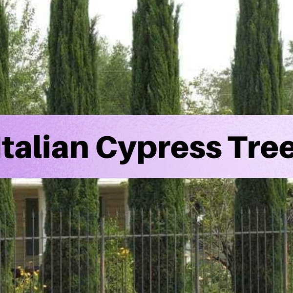 Italian Cypress Tree Seeds, For Hedges, Borders, Privacy, Cupressus sempervirens - 1,000 Tree Seeds