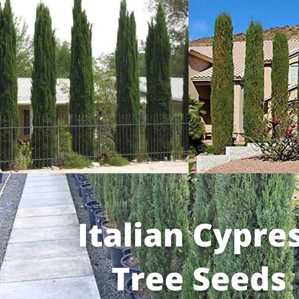 Italian Cypress Tree Seeds, Cupressus sempervirens, Hedges, Privacy Borders