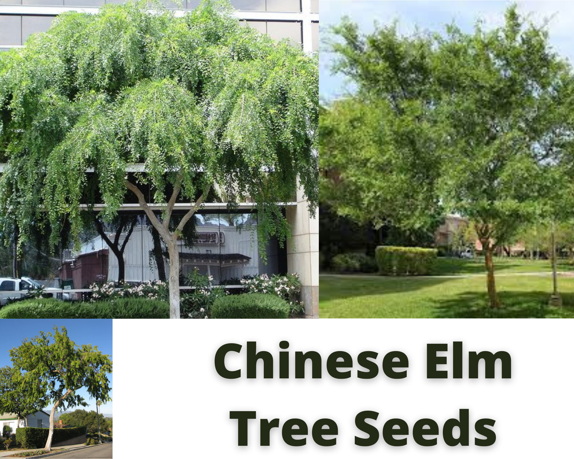 Chinese Elm Tree Seeds, Ulmus Parvifolia Wings, Great for USA Desert Climates Etsy