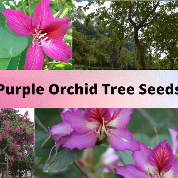 Purple Orchid Tree Seeds, Bauhinia purpurea