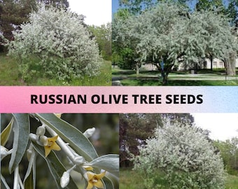 Russian Olive Tree Seeds, Elaeagnus angustifolia