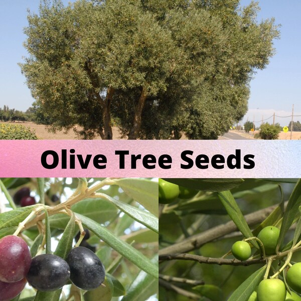 Olive Tree Seeds, Olea europaea