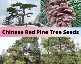 Chinese Red Pine Tree Seeds, Pinus tabulaeformis