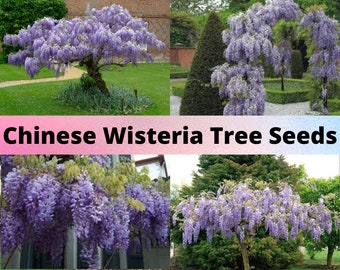 Chinese Wisteria Tree Seeds, Wisteria sinensis, Blue Flowers