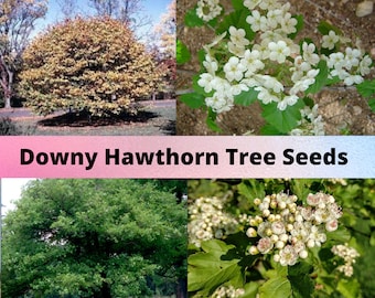 Downy Hawthorn Tree Seeds, Crataegus mollis