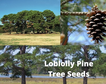 Loblolly Pine Tree Seeds, Pinus taeda