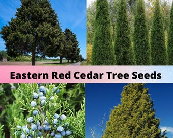 Eastern Red Cedar Tree Seeds, Juniperus virginiana