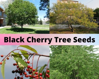 Black Cherry Tree Seeds, Prunus serotina