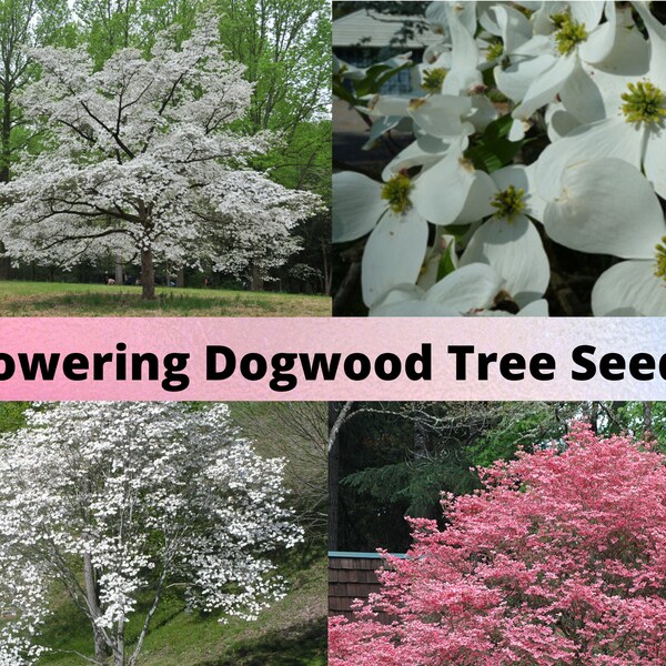 Flowering Dogwood Tree Seeds, Cornus Florida