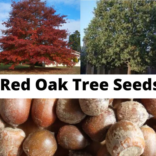 Northern Red Oak Tree Seeds, Quercus rubra