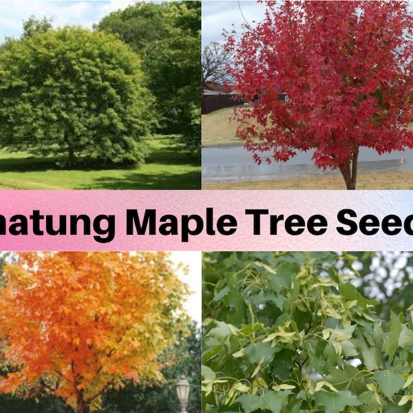 Shantung Maple Tree Seeds, Acer truncatum