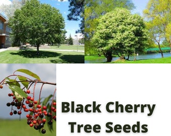 Black Cherry Tree Seeds, Prunus serotina