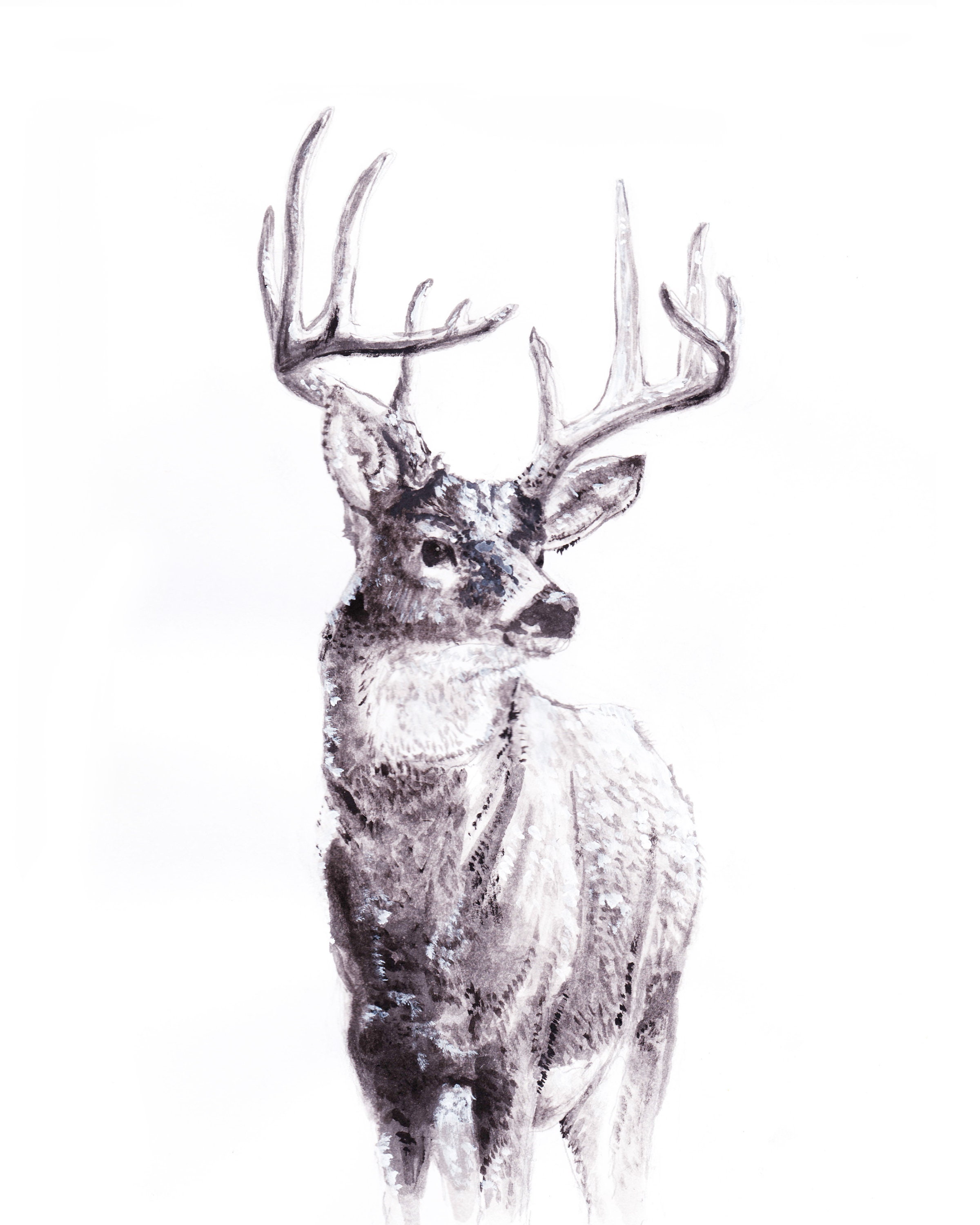 Printable Deer Print Black and White, Simple Nature Animal Design Printable Whitetail Deer ...