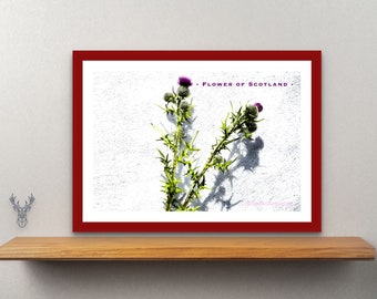 FLOWER of SCOTLAND PRINT| Thistle Print | Thistle Poster | Scotland National Flower | Scottish Art Print | Thistle Art