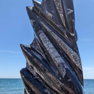 Orthoceras Fossil in Black Marble Statue, Devonian, Morocco