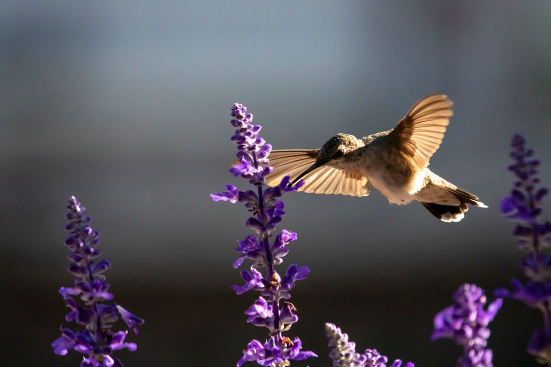 Hummingbird Photography Print, Framed Animal Wall Art, Photo Wall Decor