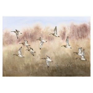 Brachvögel - Fine Art Print eines Aquarells mit fliegenden Vögeln, gedruckt auf archiviertem Baumwollpapier in verschiedenen Standardgrößen