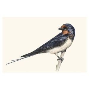 Swallow - fine art print of a realistic watercolor painting, printed on archival cotton paper (5x7&quot; and A5)