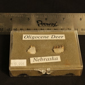 Oligocene Deer (Nebraska) Jaw Bone Pieces