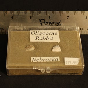 May include: A clear plastic box containing two small, white fossilized teeth labeled "Oligocene Rabbit" and "Nebraska". The box is sitting on a black surface next to a ruler.