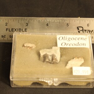 Oligocene Oreodon Jaw bone Pieces