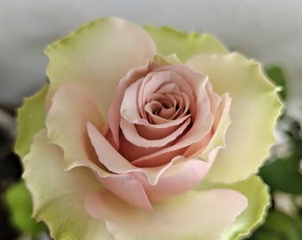 ANEVER オードパルファム　ROSE LOVE Japanese Rose Eve Otome Heart (伊芙乙女心) - Ship in 5 Inch Pot - Etsy