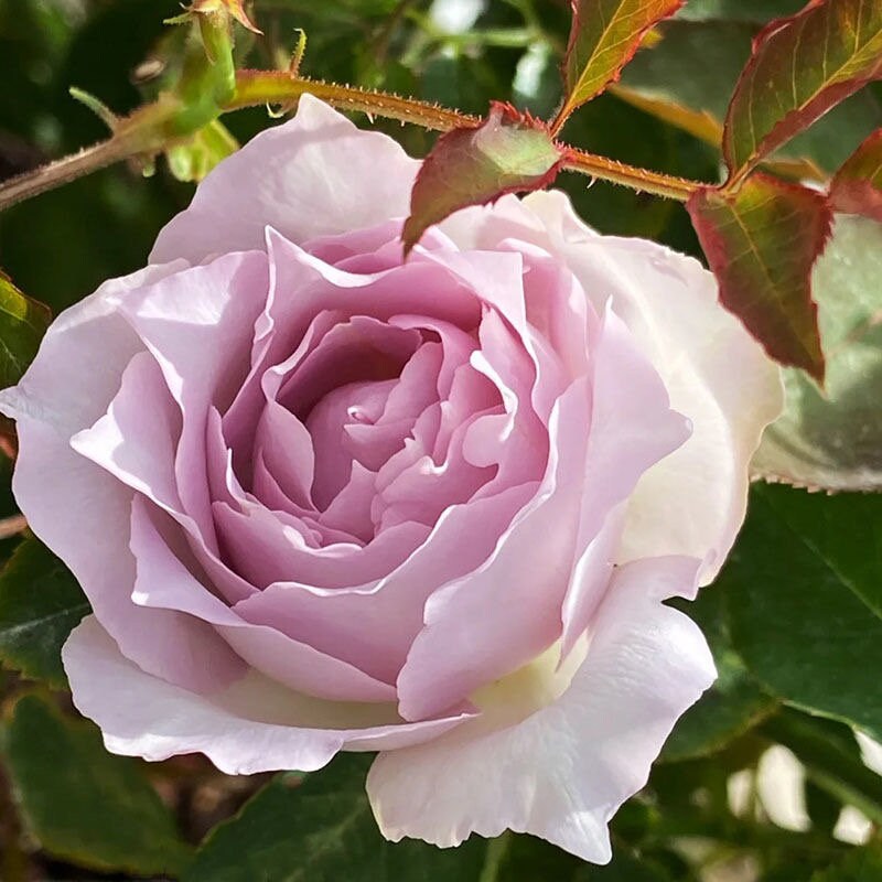 Rare Rose Lucifer. Japanese Rose 路西法. Super Fragrance