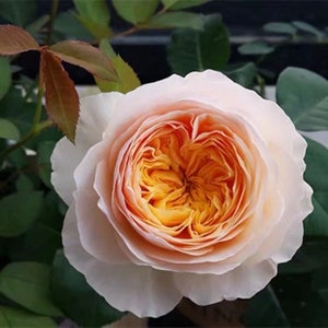 Chinese Rose. Hanxian.涵仙 Cut Rose. Climbing Rose. Repeat Blooming. Cut Rose. Highly recommended.