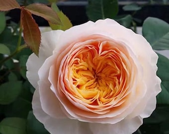Chinese Rose. Hanxian.涵仙 Cut Rose. Climbing Rose. Repeat Blooming. Cut Rose. Highly recommended.
