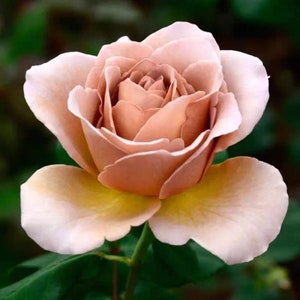 拿铁咖啡 caffe latte. Cut Rose. Disease resistance. Continue Blooming. Shrub Rose. Own root.
