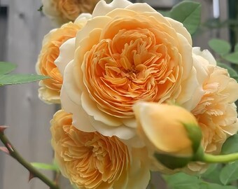 Ausbaker. Rosal trepador. Florece continuamente. De raíz propia.
