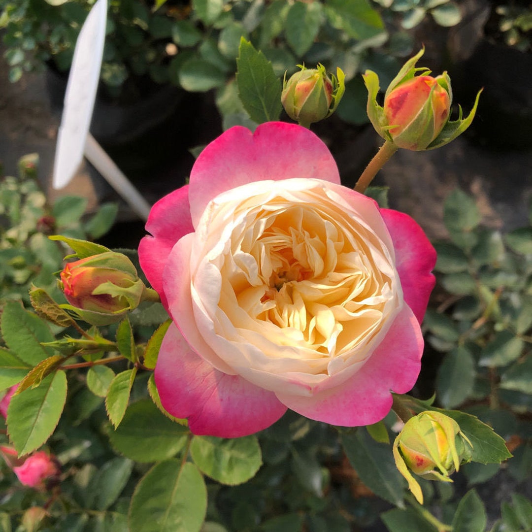 Japanese Rose Mon Amour: Color-changing Blooms - Etsy