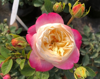 Mon Coeur 我的心モン クゥール Fragrance. Japanese Rose Continue
