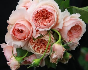 Masora. 真宙 Japanese rose. Super fragrance and heat resistance.