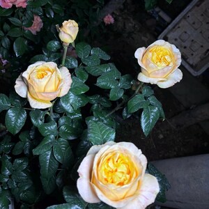 Puede incluir: Primer plano de un rosal con varias rosas en flor. Las rosas tienen un centro amarillo cremoso que se desvanece a un rosa p&aacute;lido en los bordes. Las hojas de color verde oscuro proporcionan un contraste.