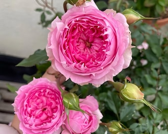 May include: Close-up of pink roses in full bloom, showcasing layers of delicate petals. The roses have a vibrant, deep pink center that fades to a lighter pink towards the edges. Green buds and leaves surround the flowers, creating a natural, fresh aesthetic.