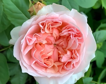 May include: A close-up of a light pink rose with a delicate, ruffled center. The rose is in full bloom and has a soft, pastel color.