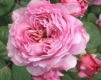 May include: A close-up of a pink rose with multiple layers of petals. The rose is in full bloom and has a soft, delicate appearance.