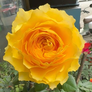 Shining smile. Japanese Cut rose