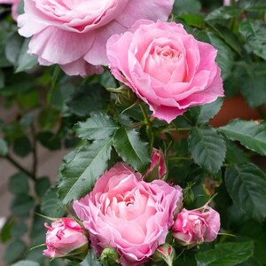 Pu&ograve; includere: Primo piano di rose rosa in varie fasi di fioritura. Le rose completamente sbocciate hanno pi&ugrave; strati di petali rosa chiaro. Sono visibili anche foglie e boccioli verdi, creando una composizione floreale naturale.